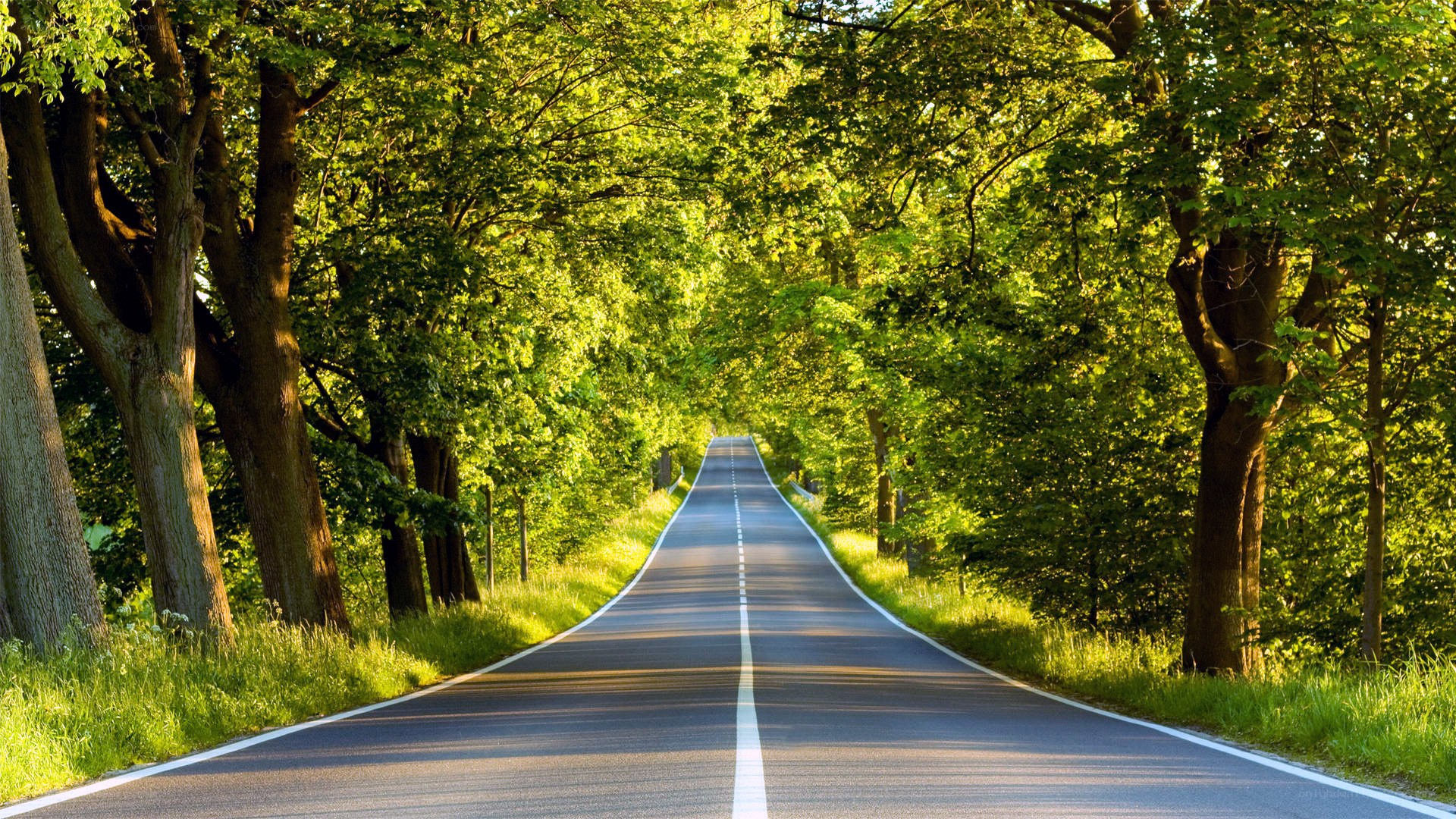 Road through a green forest