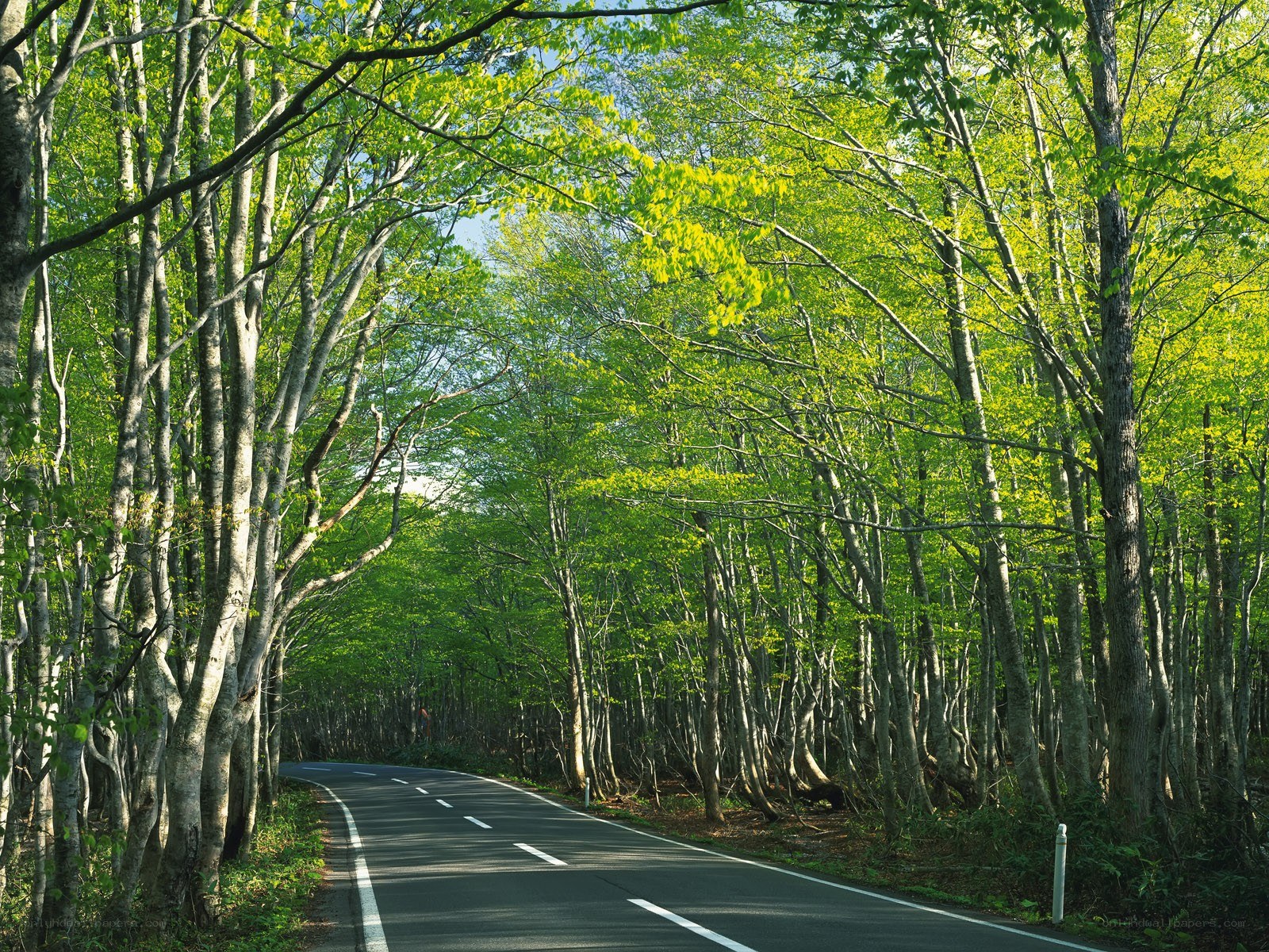 Road through a green forest