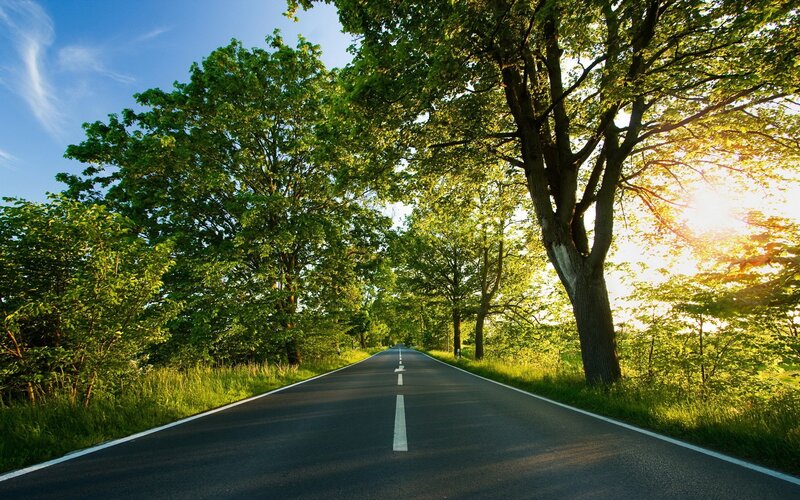 Road through a green forest
