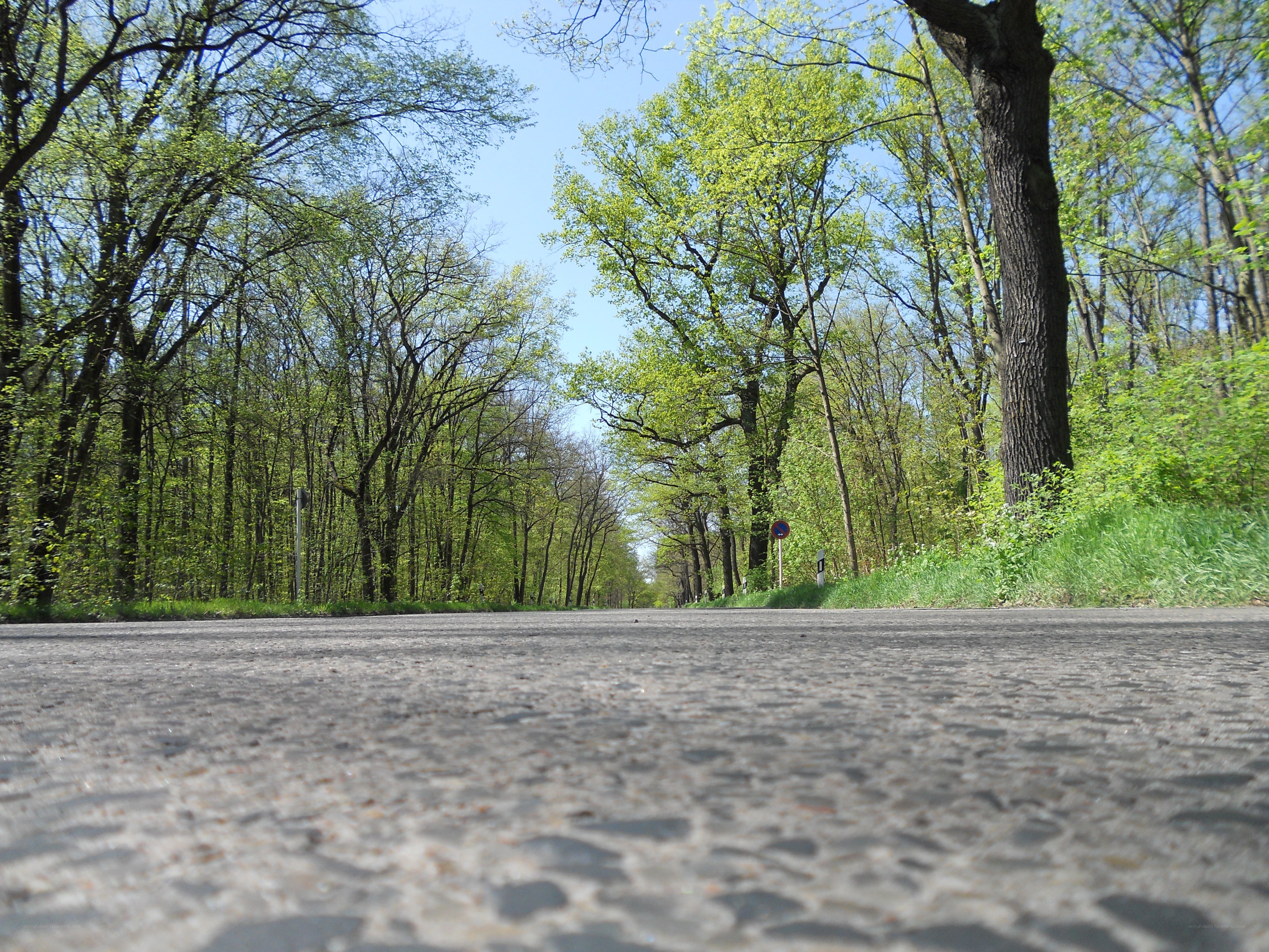 Road through a green forest