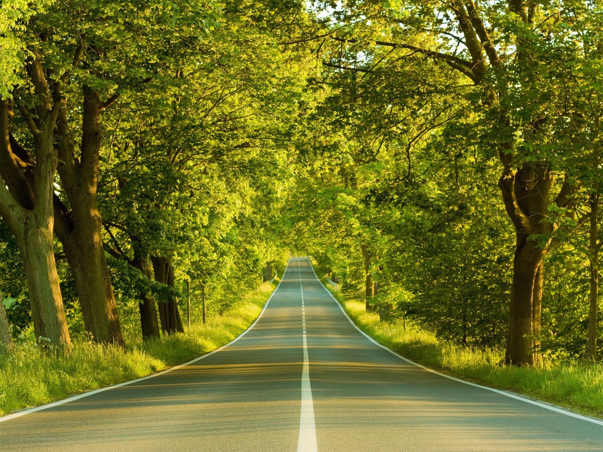 Road through a green forest