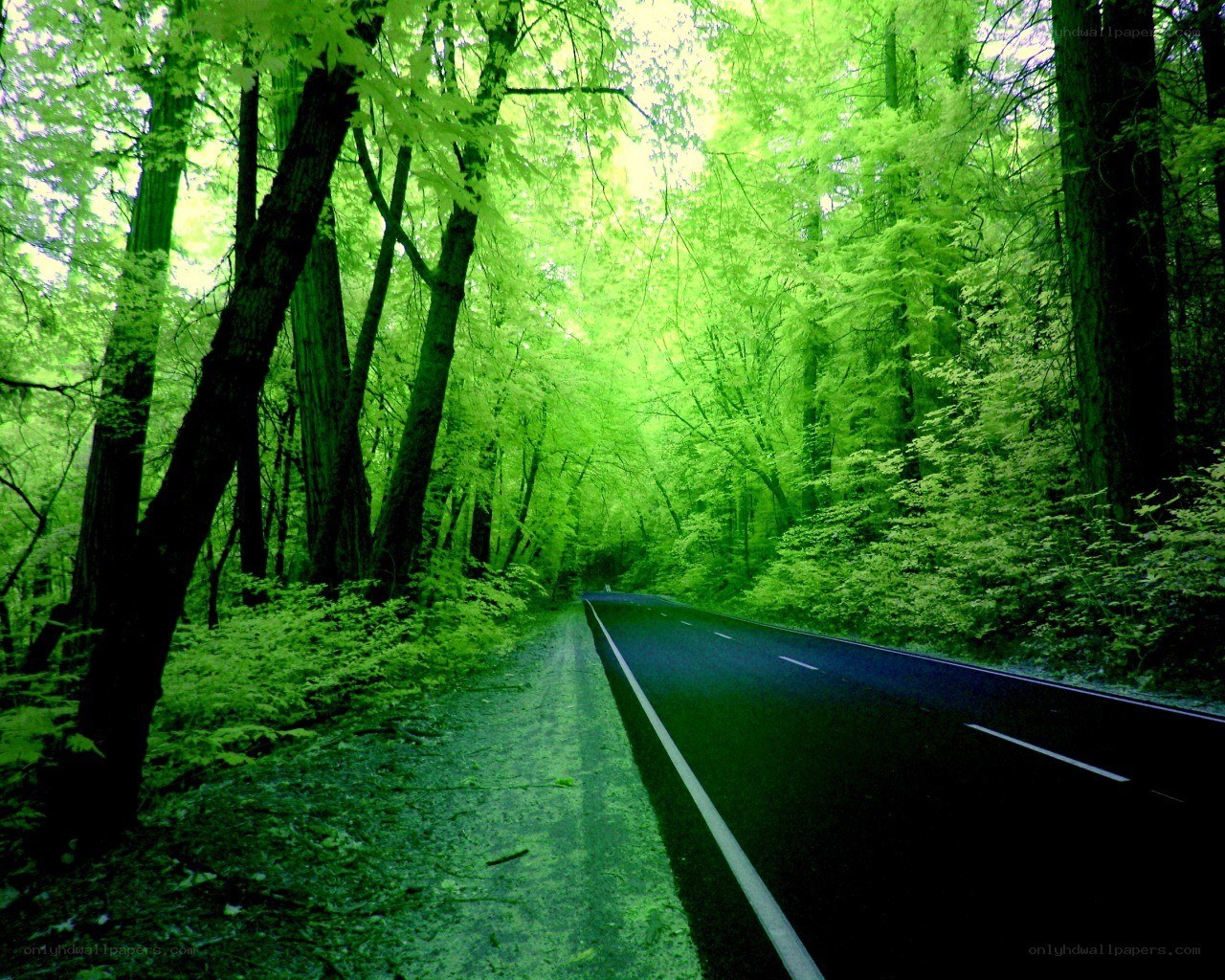 Road through a green forest