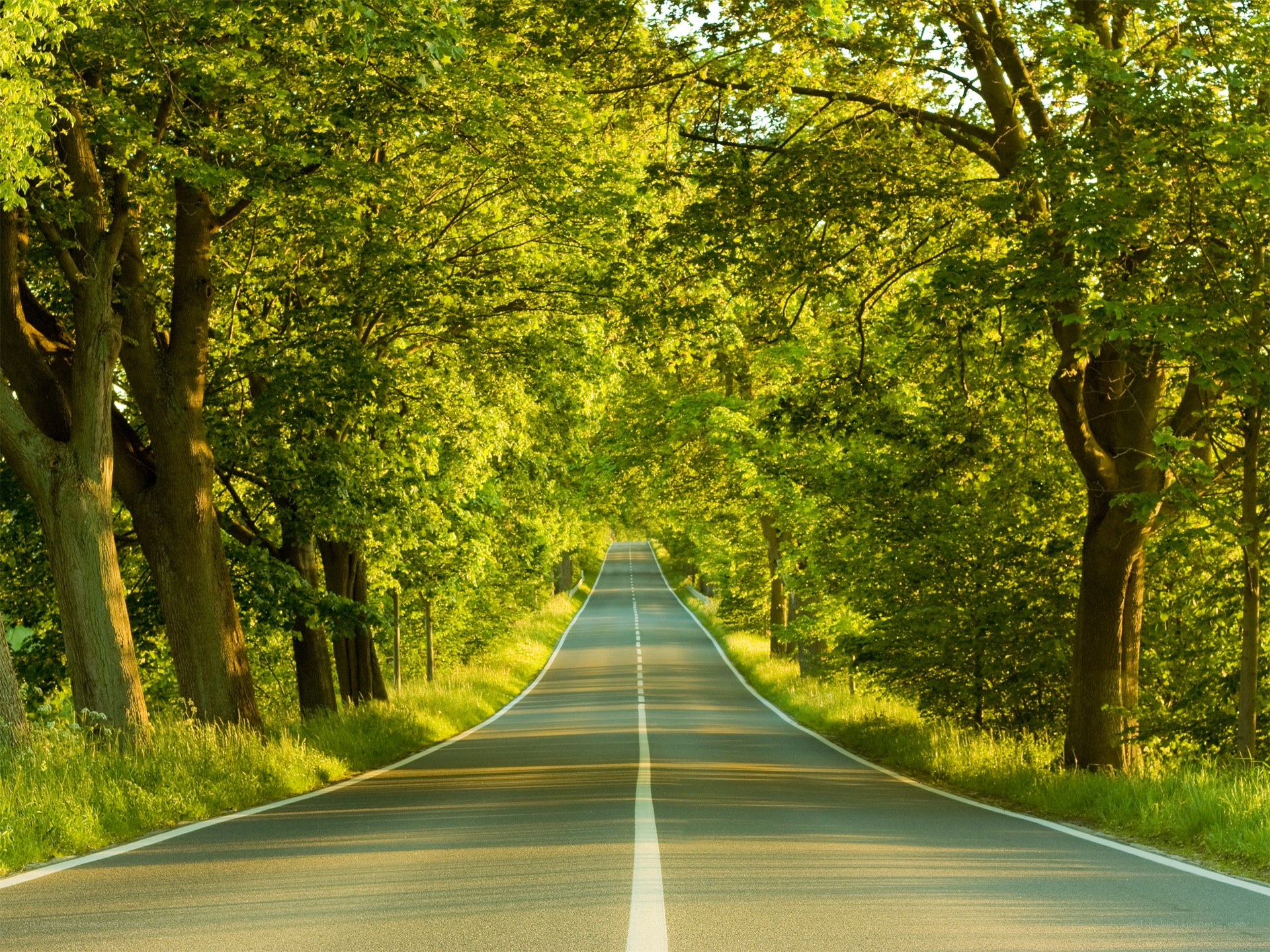 Road through a green forest