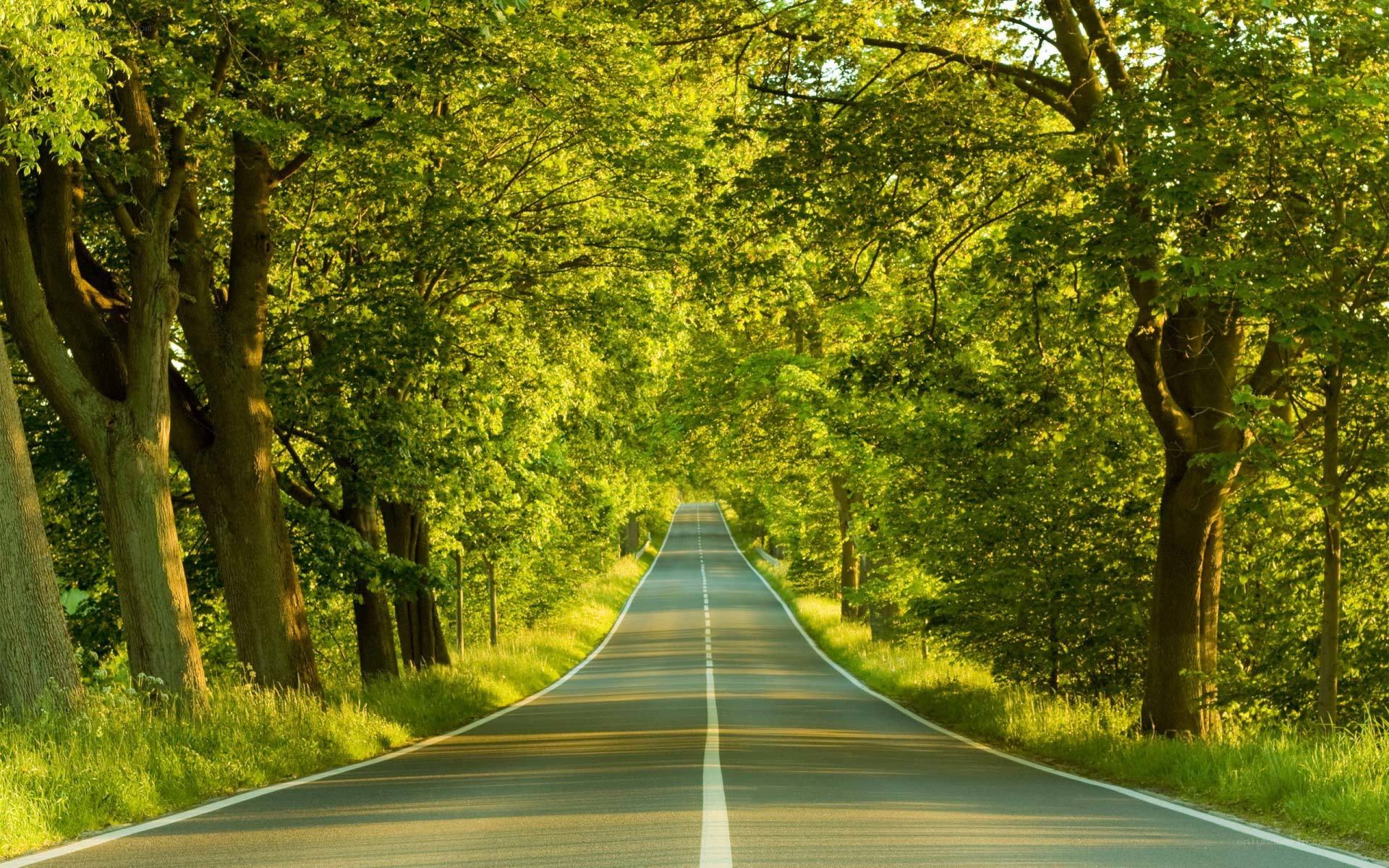 Road through a green forest