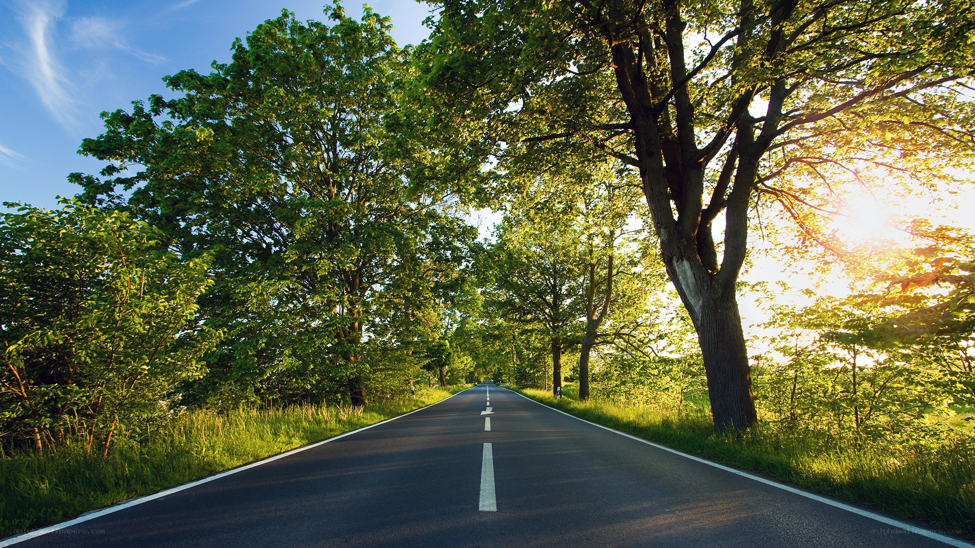 Road through a green forest