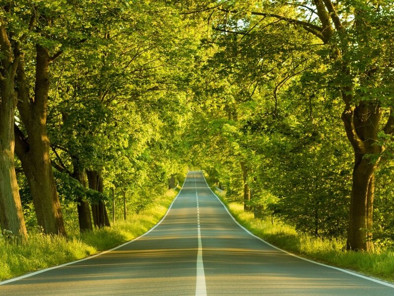 Road through a green forest