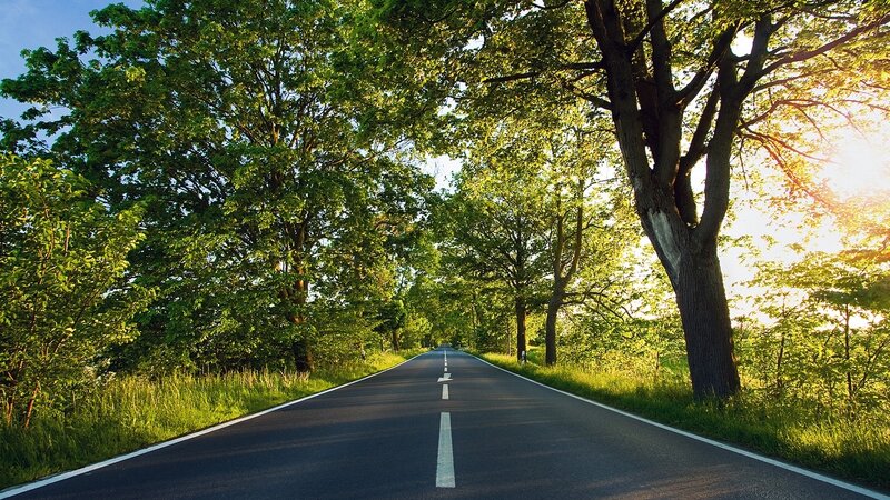 Road through a green forest