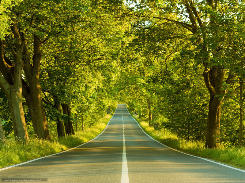 Road through a green forest