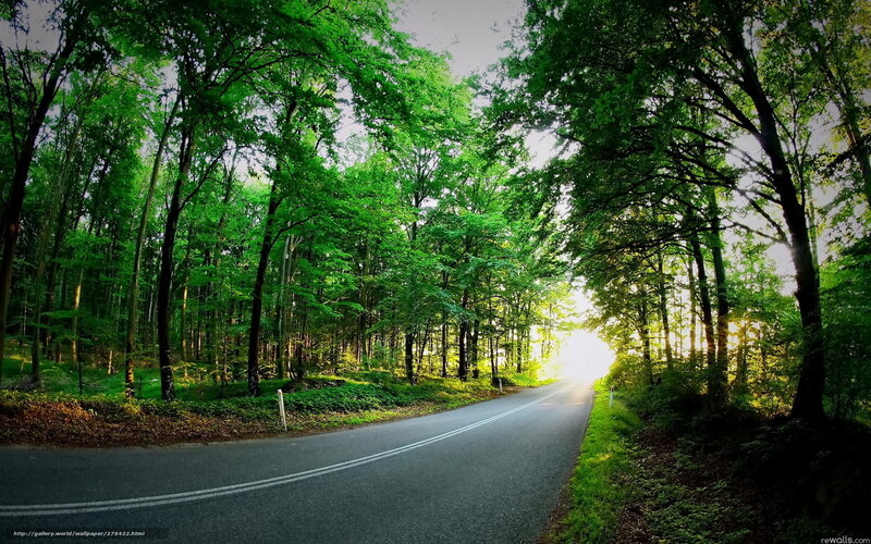 Road through a green forest