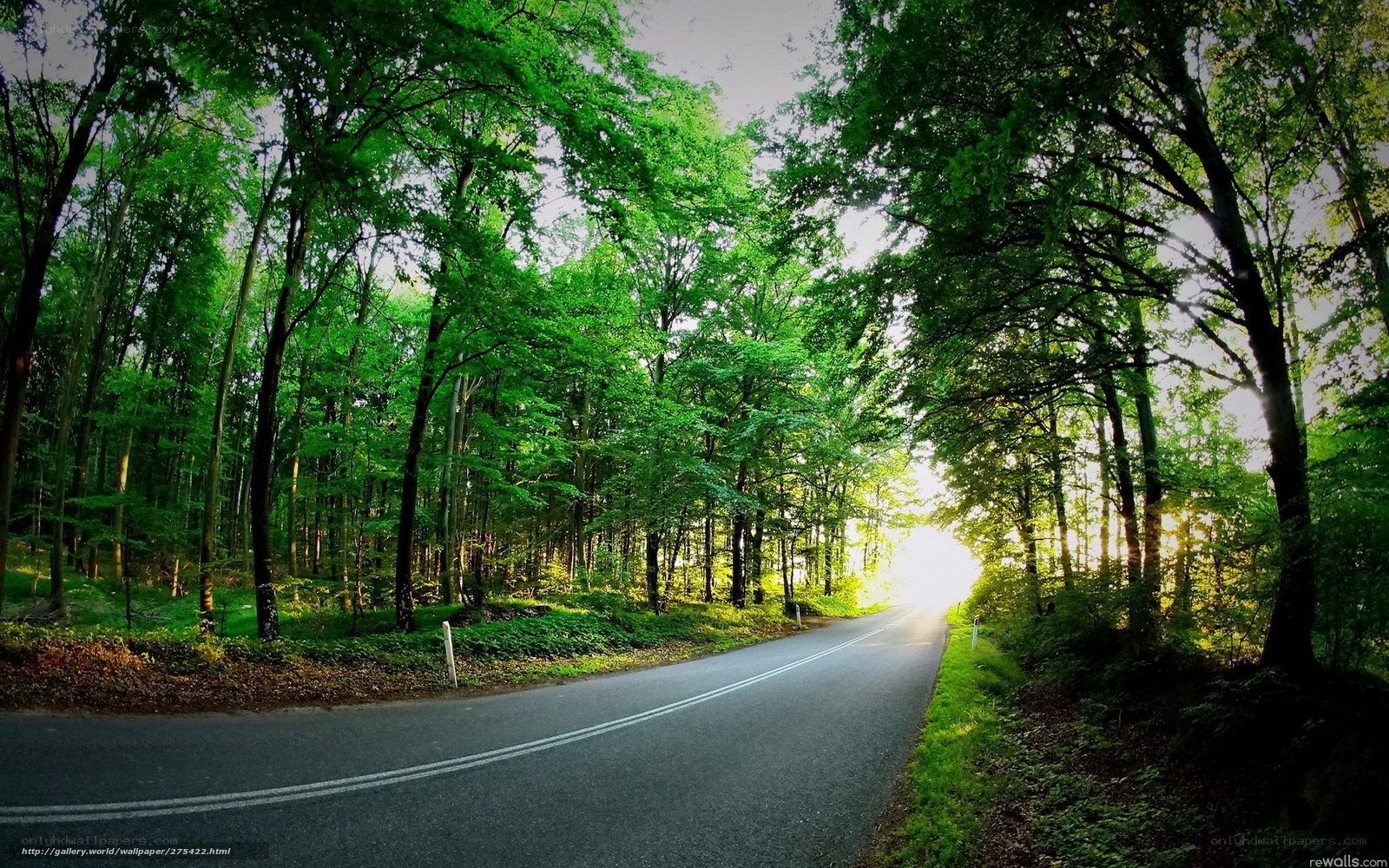 Road through a green forest