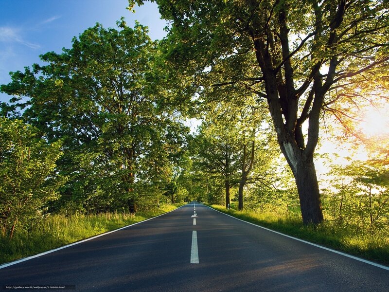 Road through a green forest