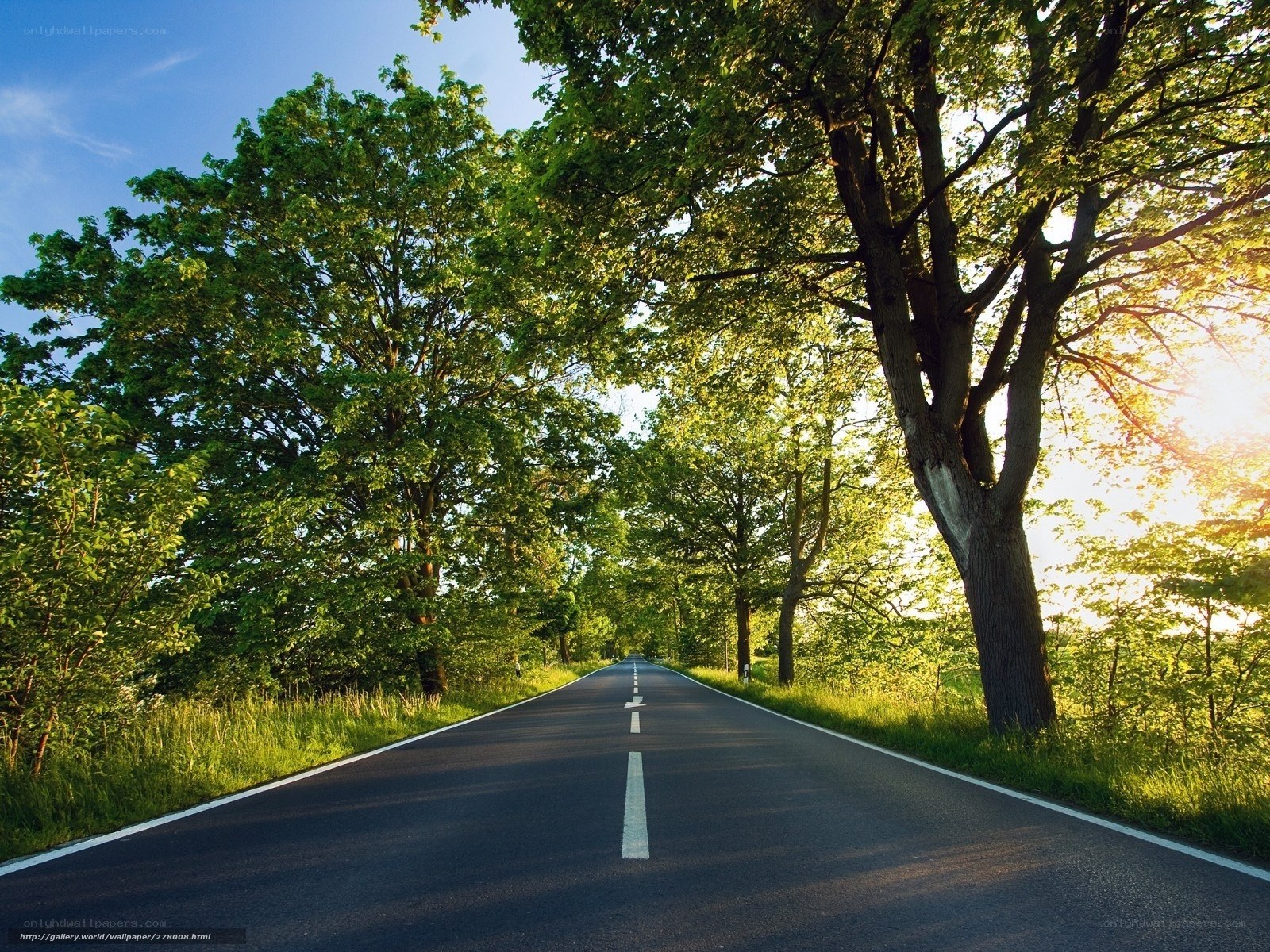 Road through a green forest