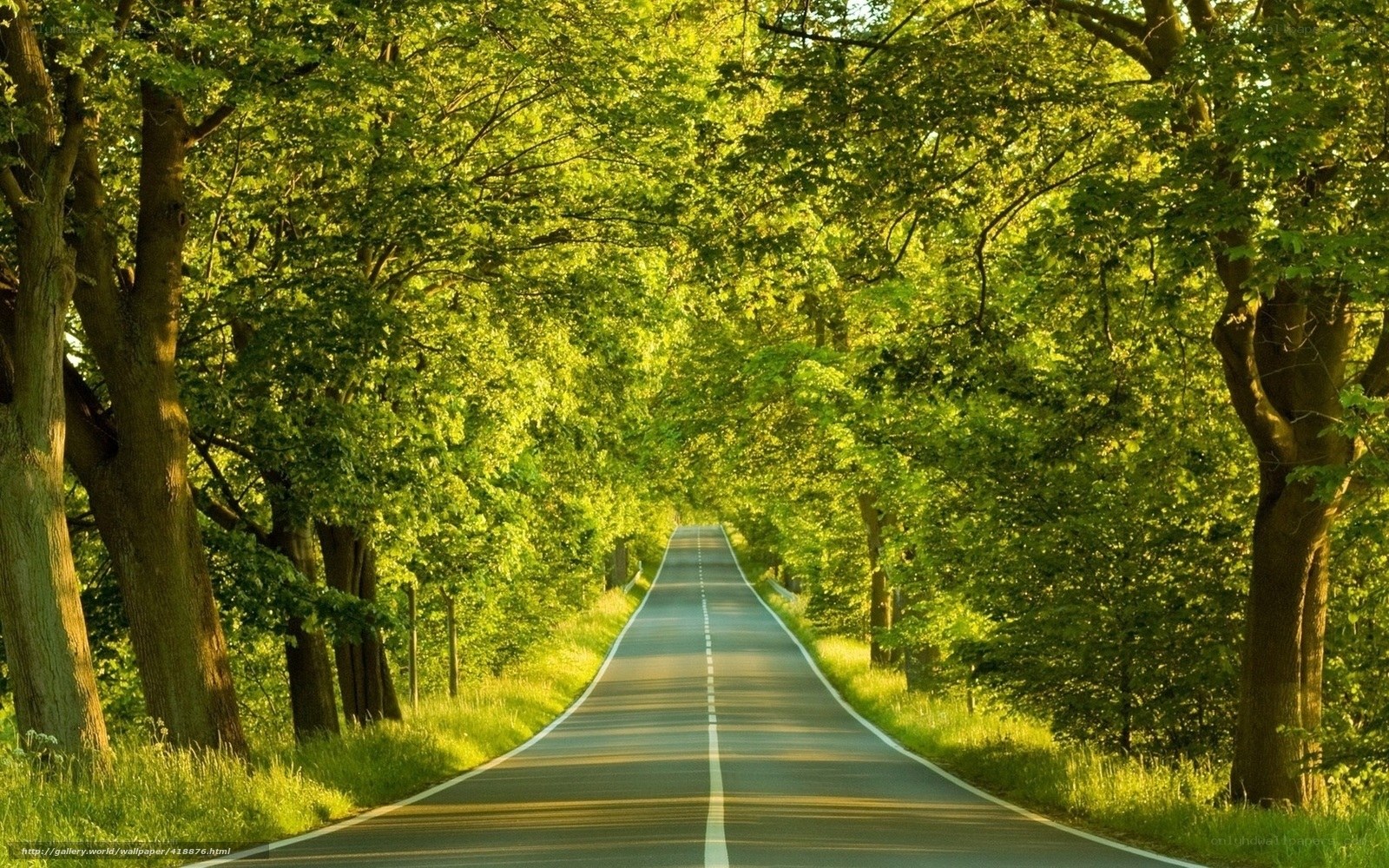 Road through a green forest