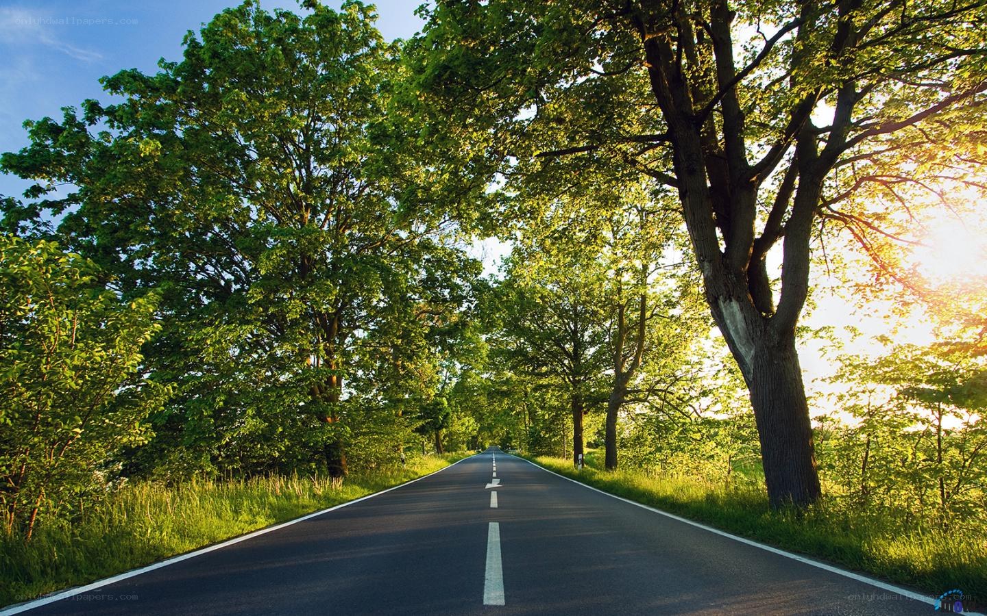 Road through a green forest