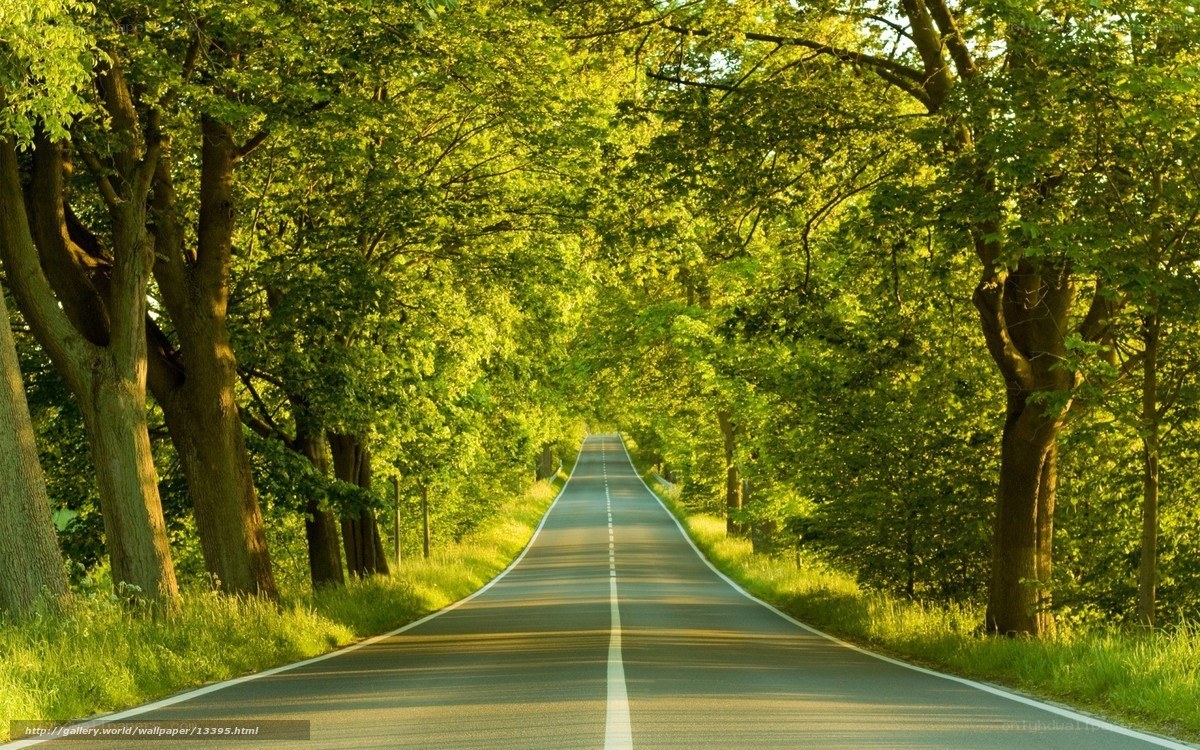 Road through a green forest