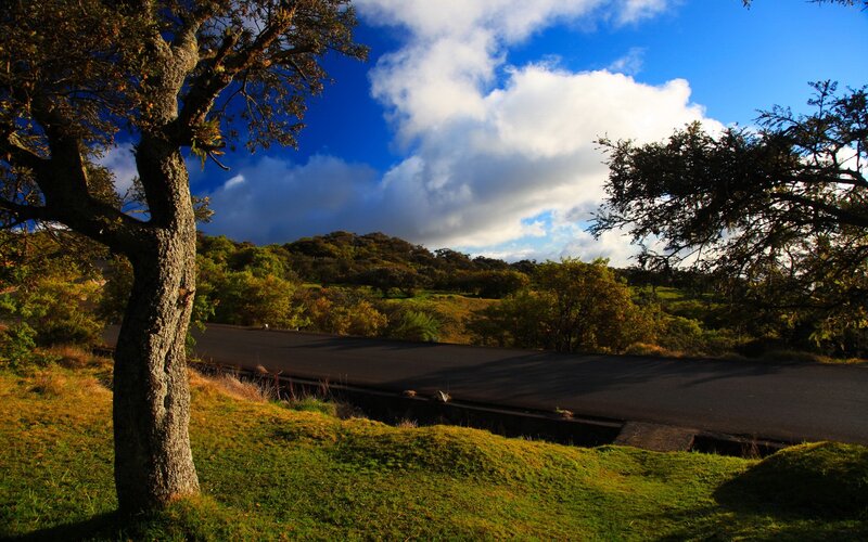 Road through a green landscape