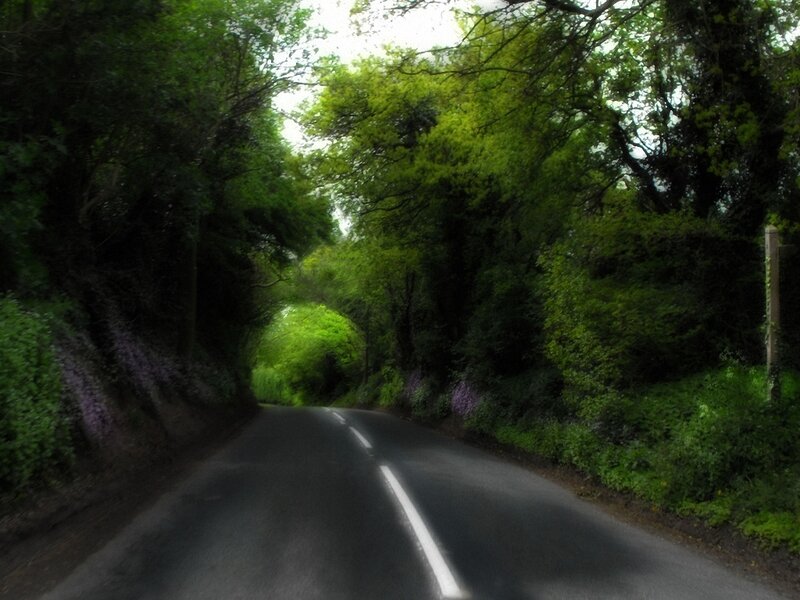 Road through a green tunnel