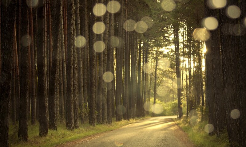 Road through a pine forest