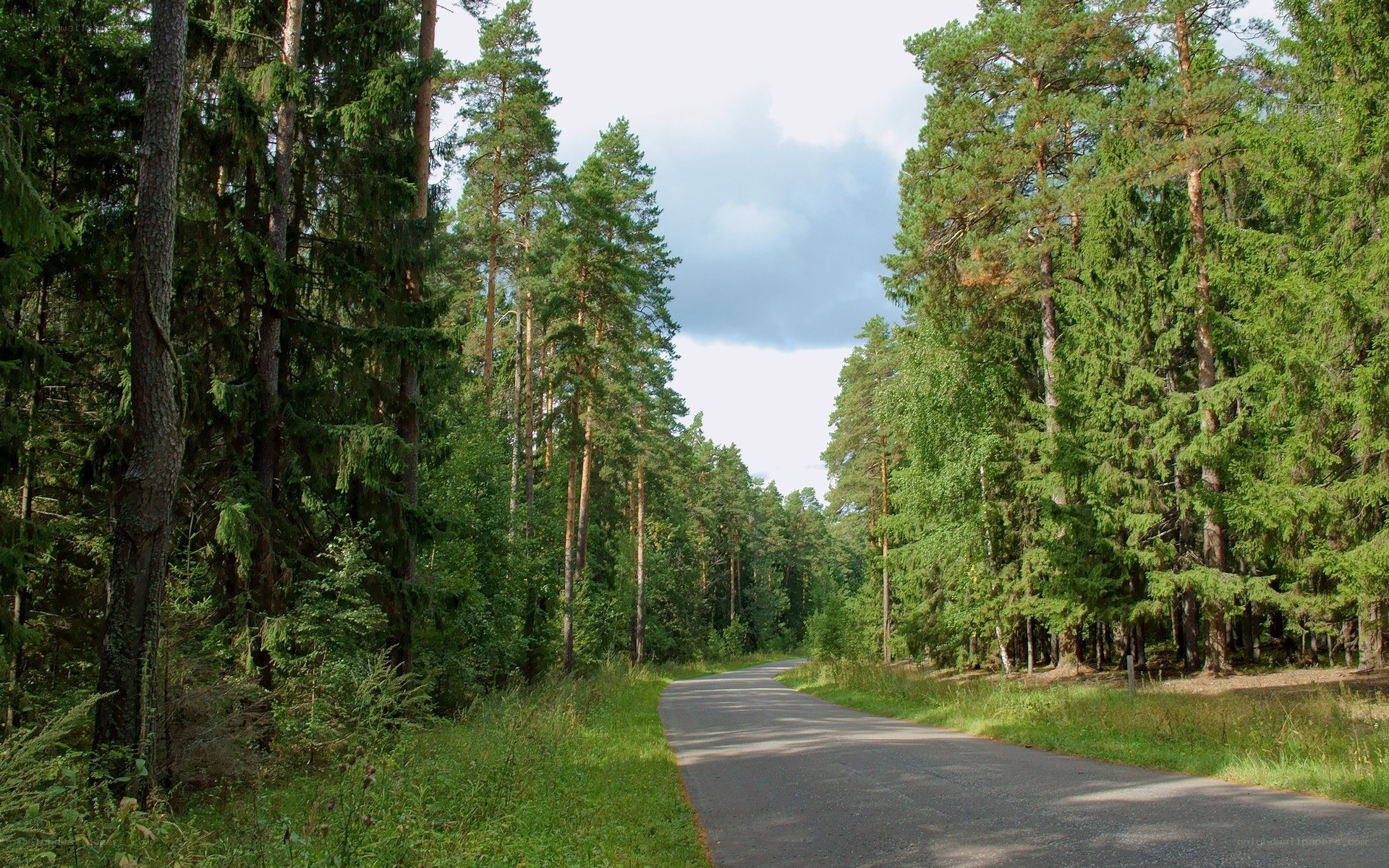 Road through a pine forest