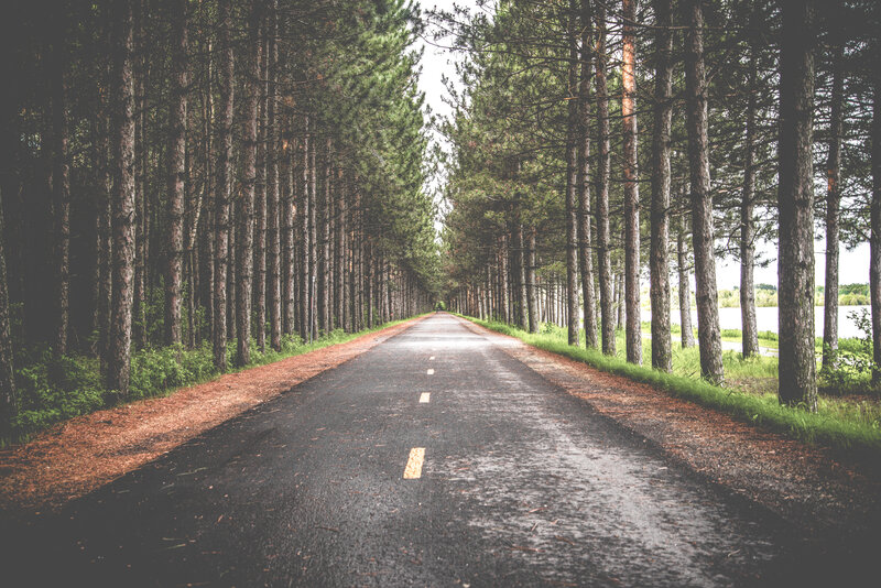 Road through a pine forest