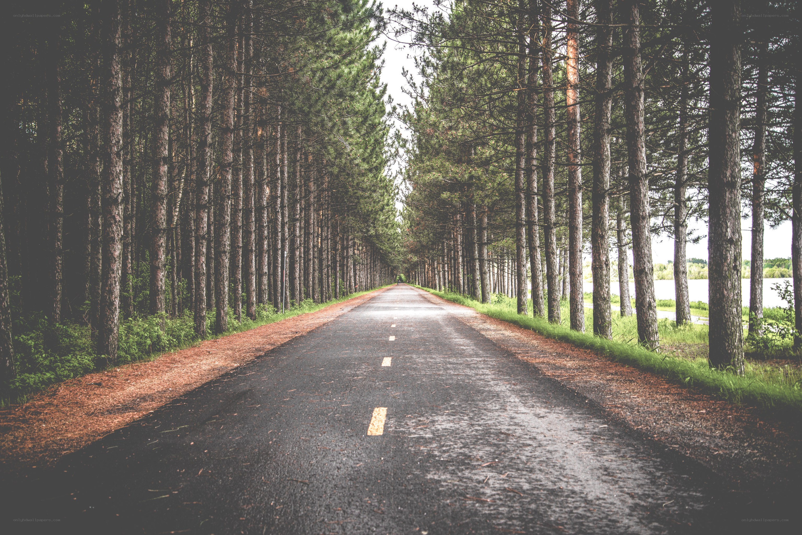 Road through a pine forest