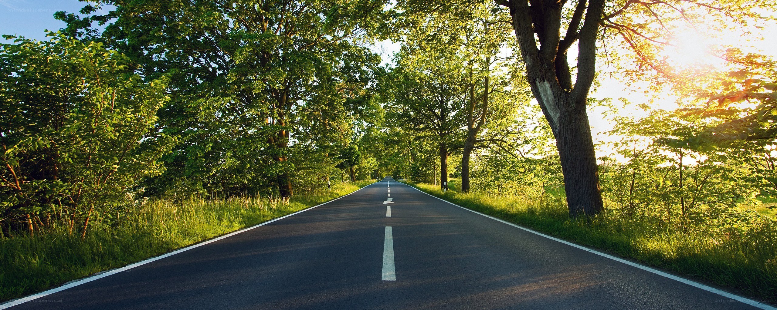 Road through a sunlit forest