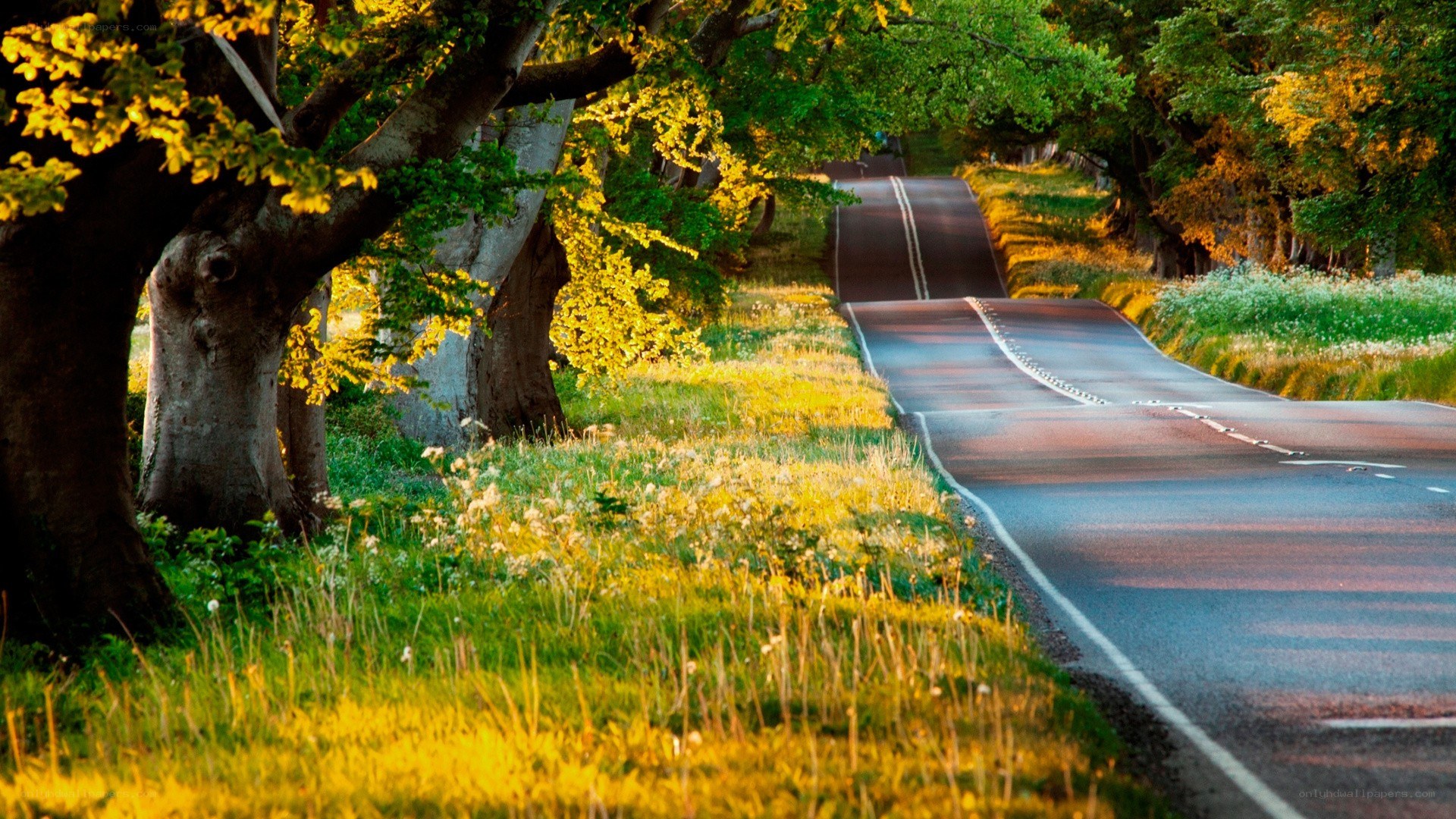 Road through a sunlit forest