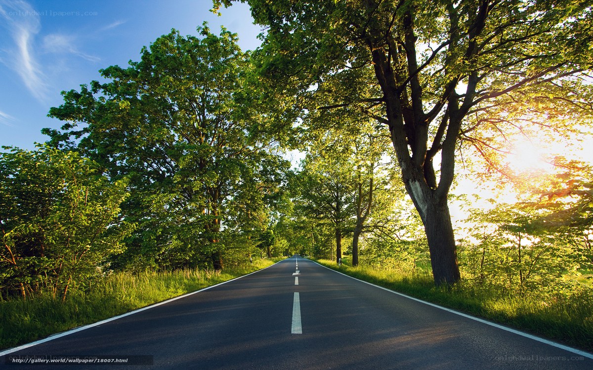 Road through a sunlit forest