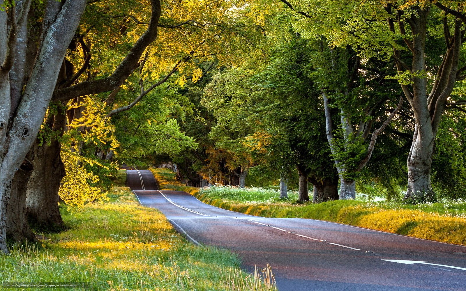 Road through a tree-lined forest