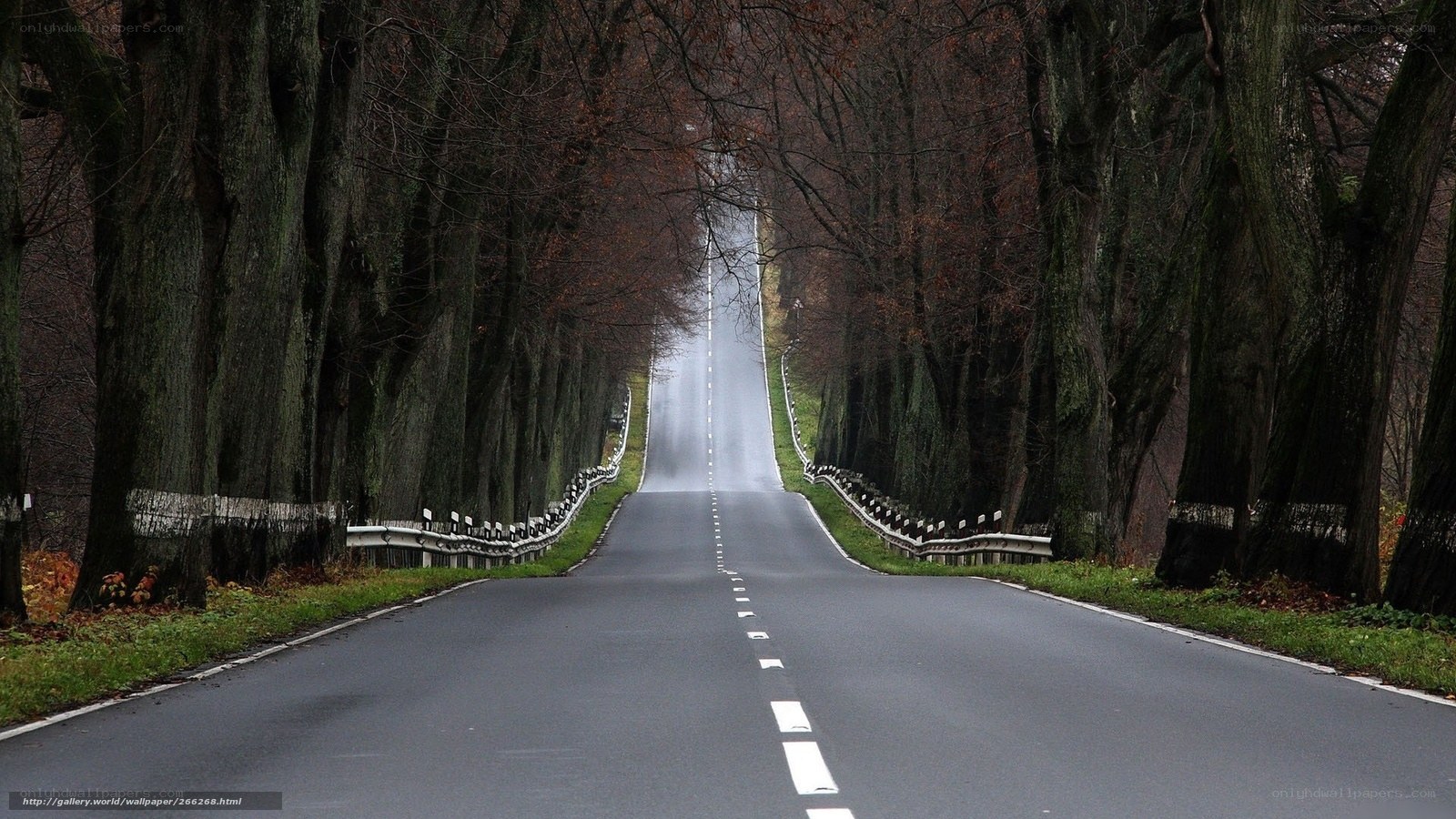 Road through a tree-lined tunnel