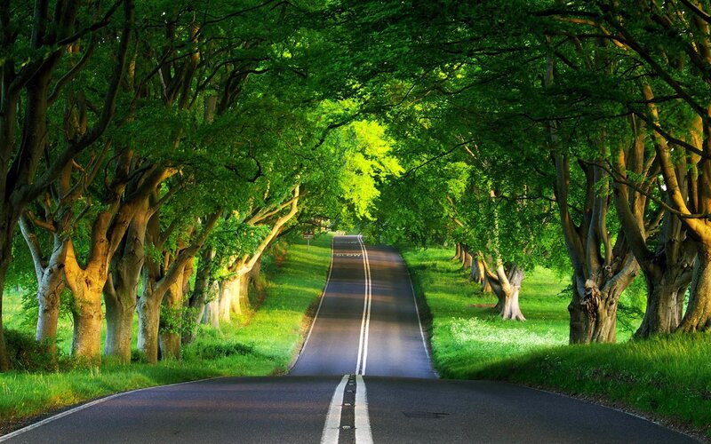 Road through a tree tunnel