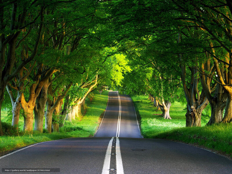 Road through a tree tunnel