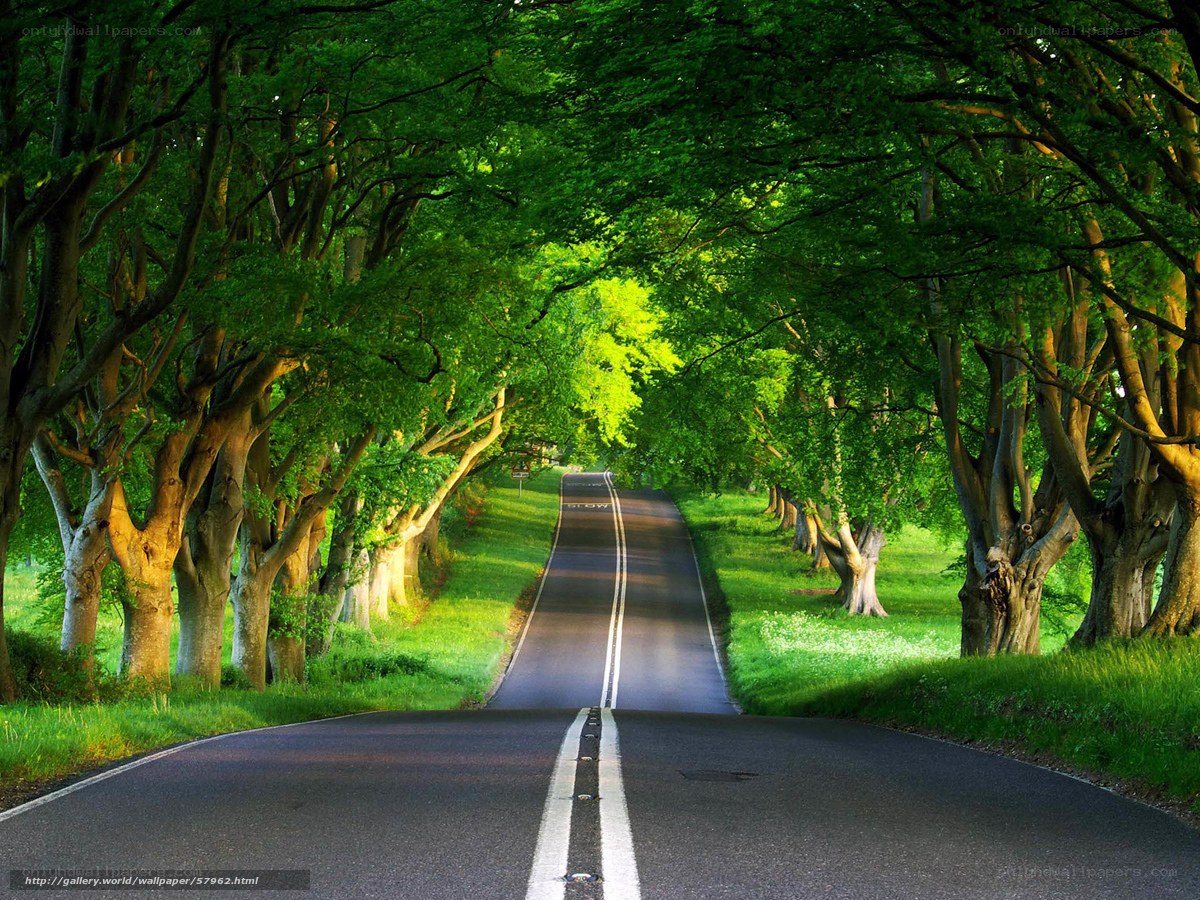 Road through a tree tunnel