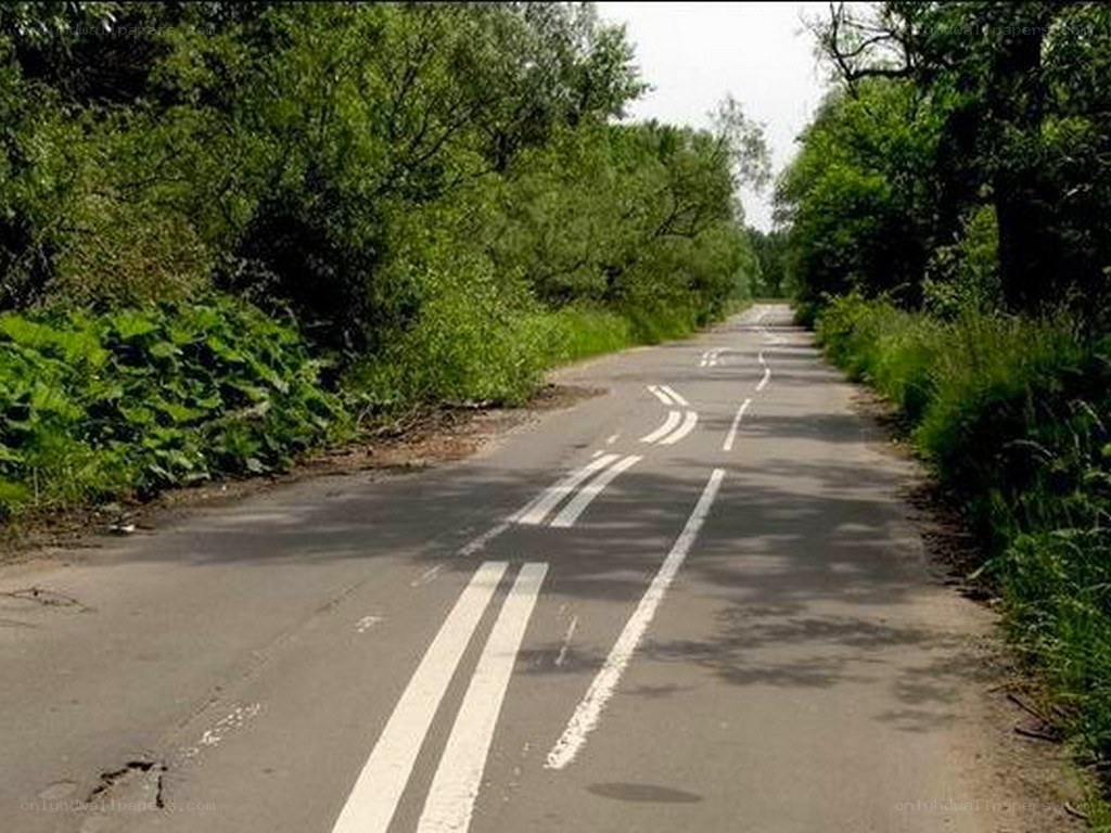 Road through a wooded area