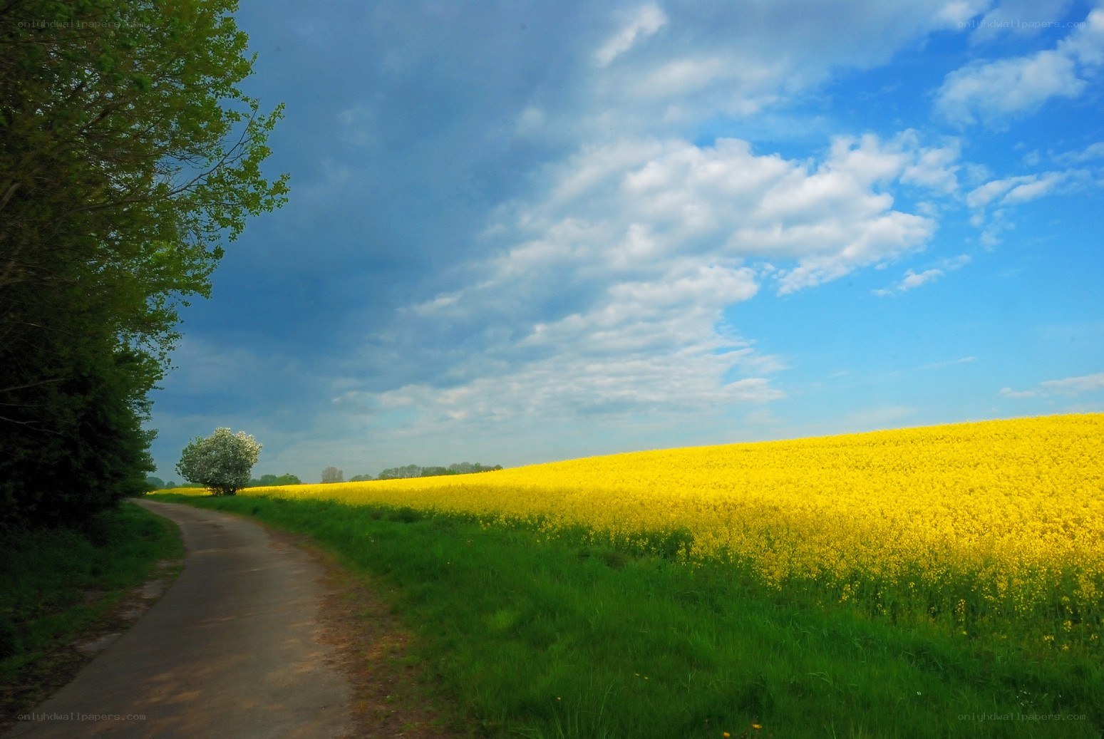 Road through a yellow field