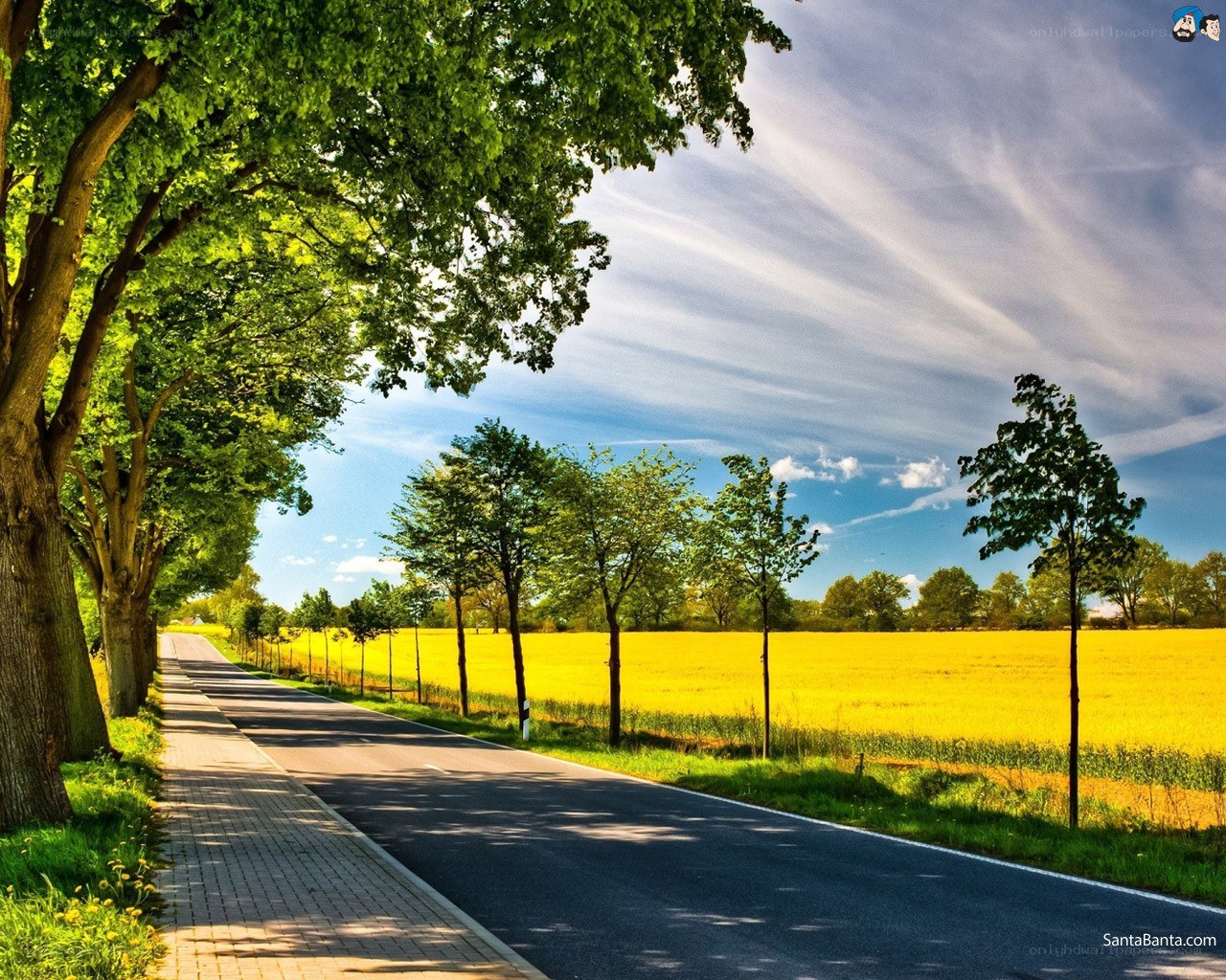 Road through a yellow field