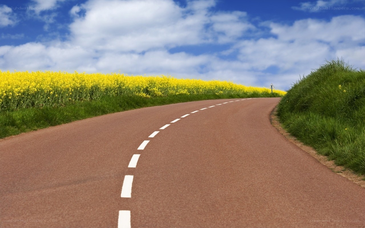 Road through a yellow flower field