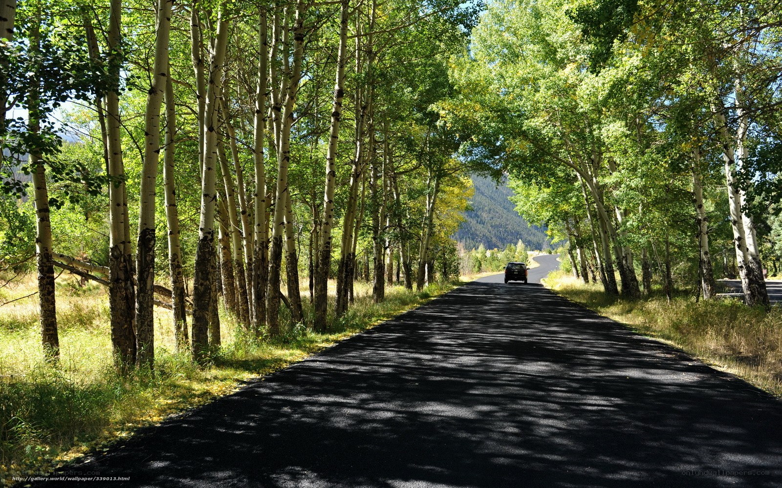 Road through aspen forest