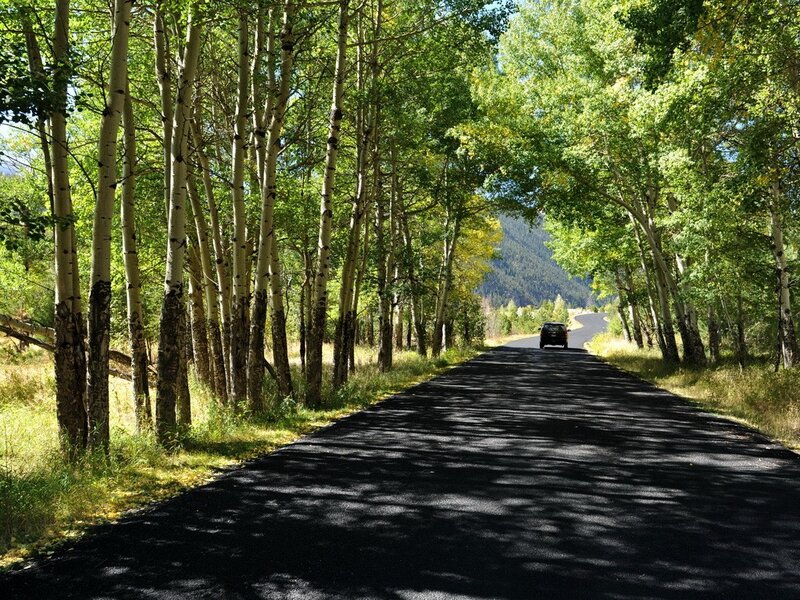 Road through aspen forest