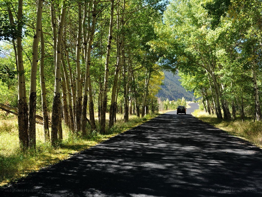 Road through aspen forest