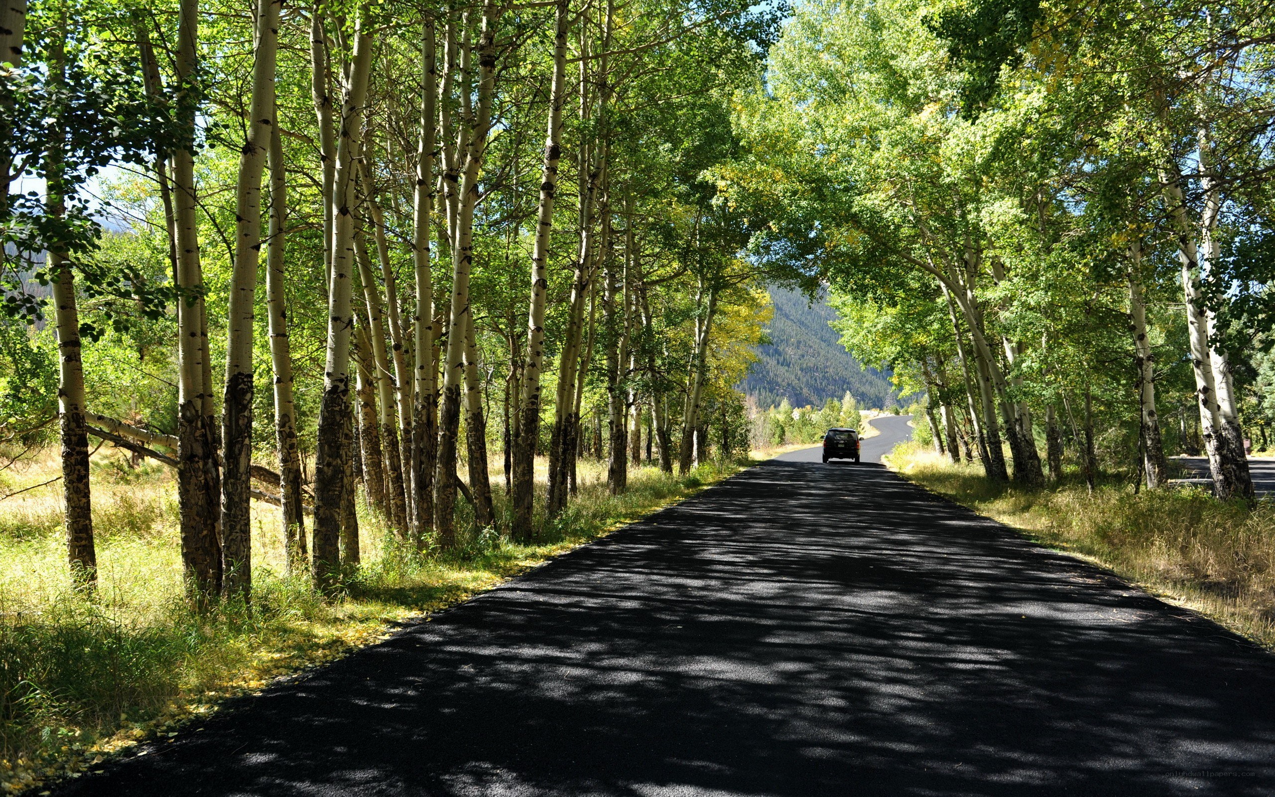 Road through aspen forest