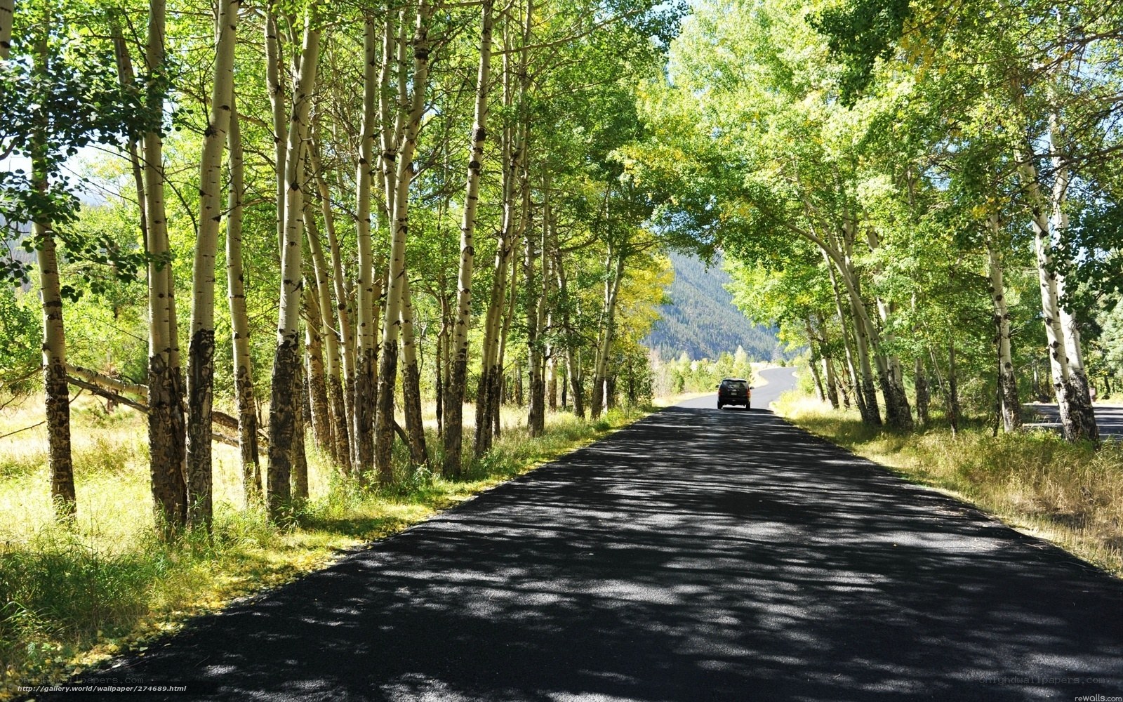 Road through aspen forest