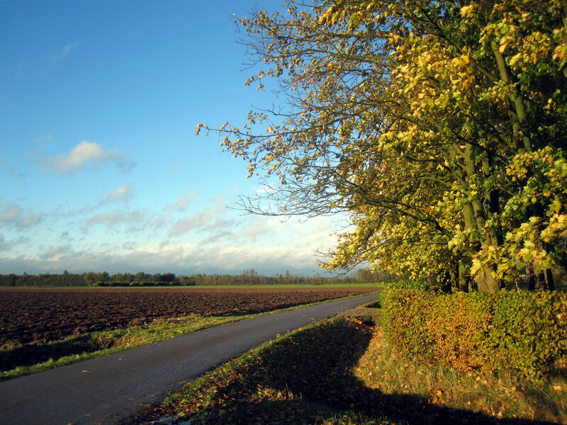 Road Through Autumn Field