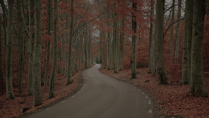 Road through autumn forest