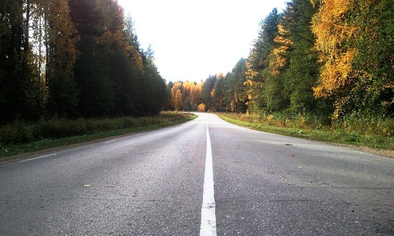 Road through autumn forest