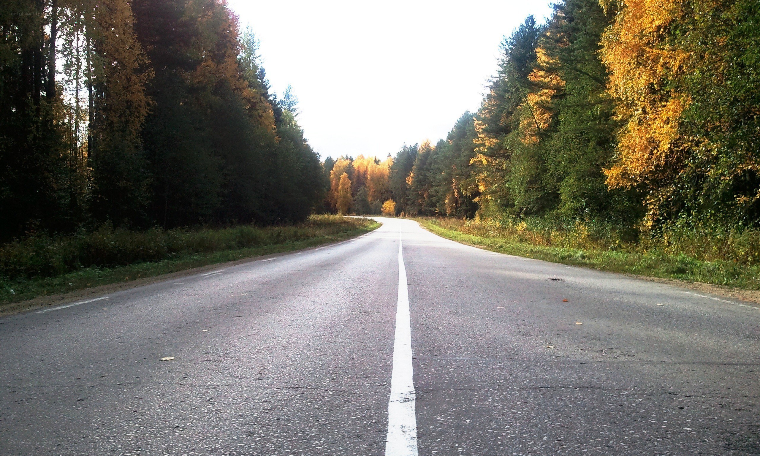 Road through autumn forest