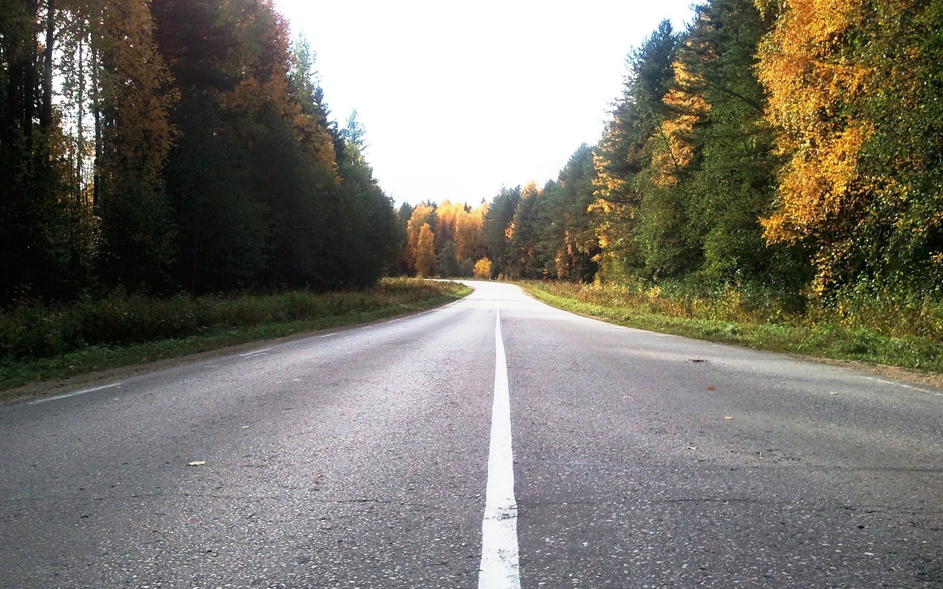 Road through autumn forest