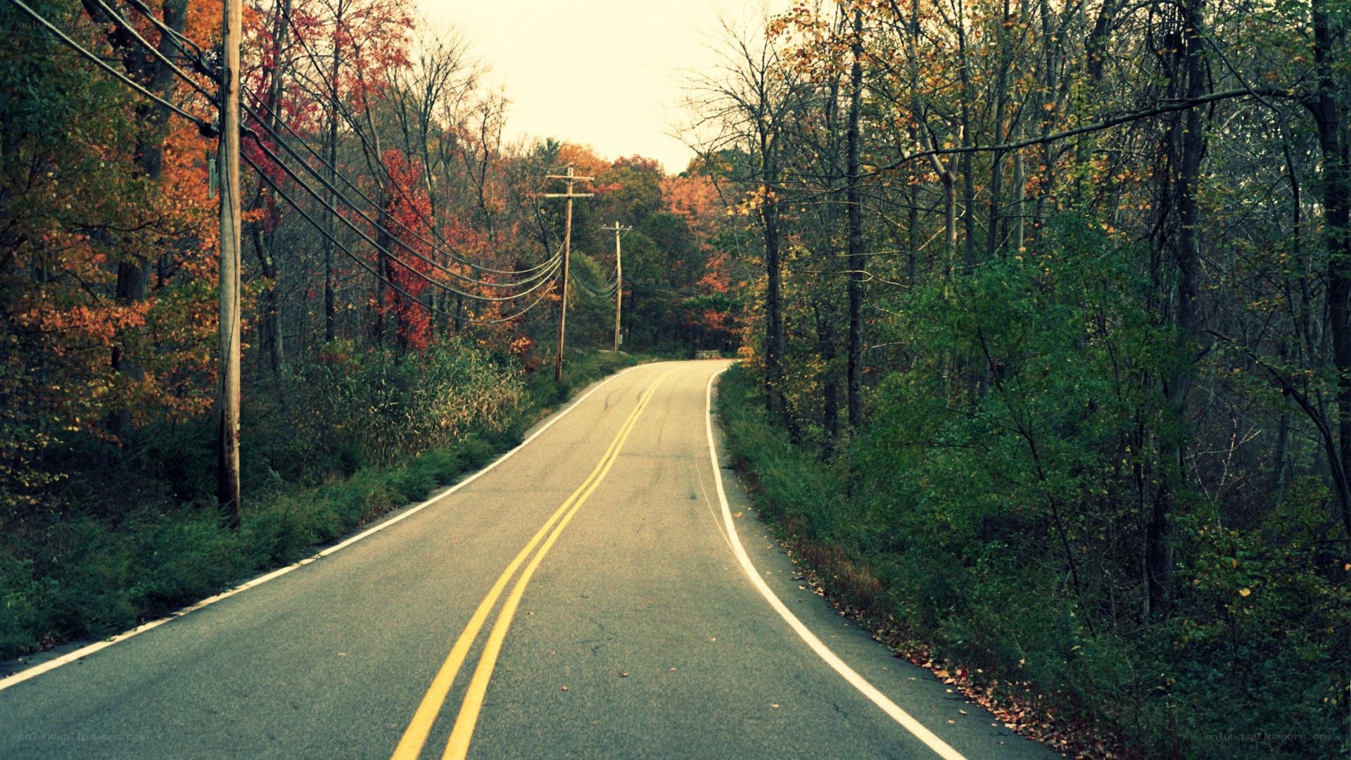 Road through autumn forest