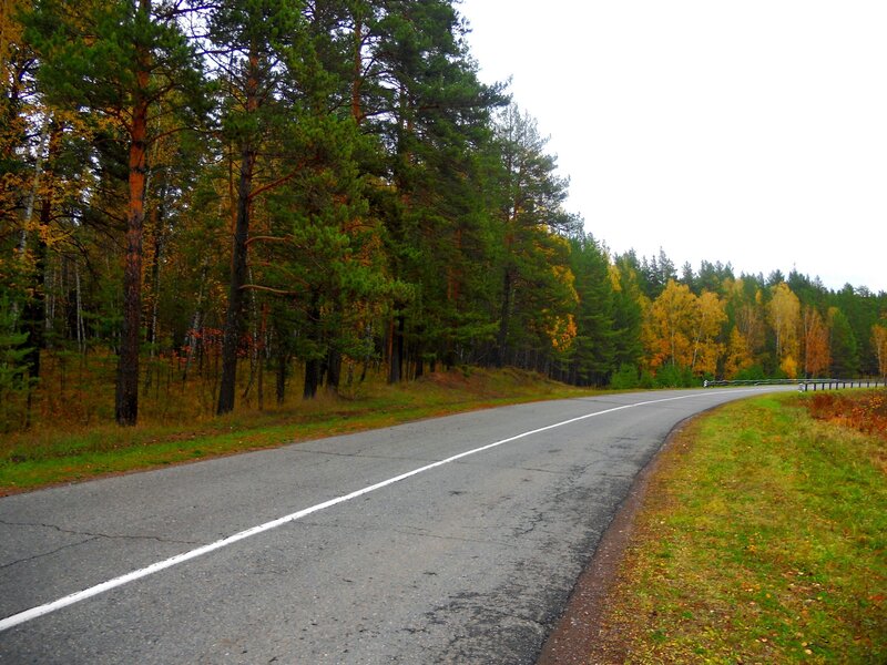 Road through autumn forest