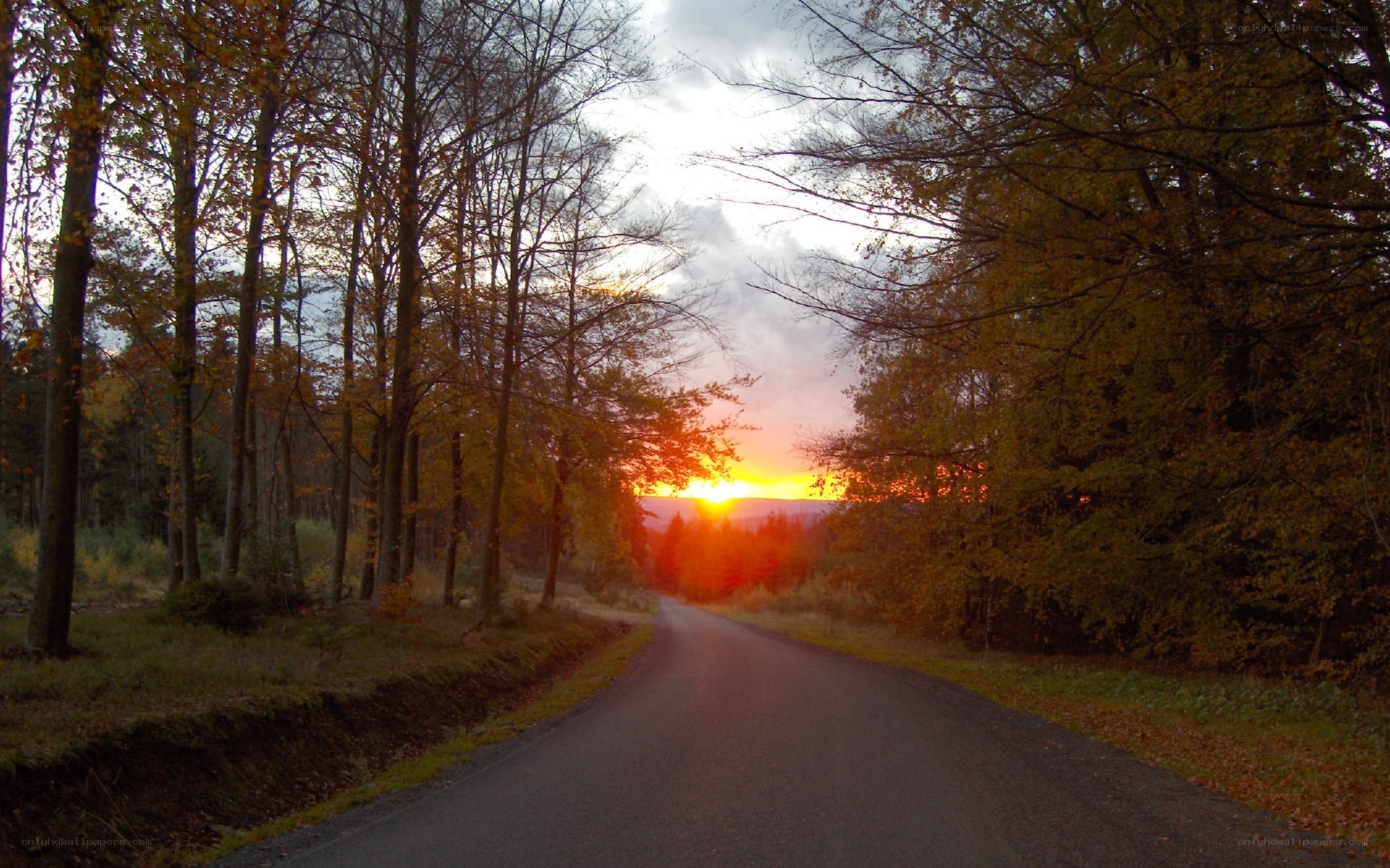 Road through autumn forest at sunset